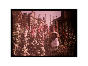 Girl in a garden with hollyhocks, 1908.