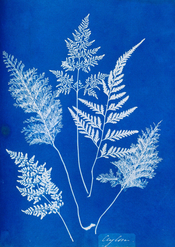 Cyanotype of Ceylonese ferns, 1853.