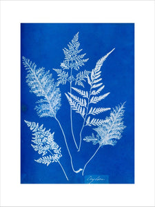 Cyanotype of Ceylonese ferns, 1853.