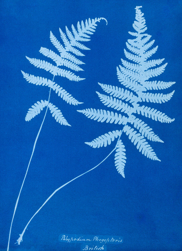 Cyanotype of Polypodium phegopteris, 1853.