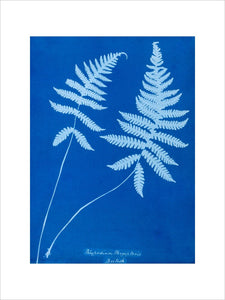 Cyanotype of Polypodium phegopteris, 1853.