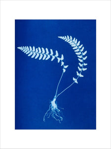 Cyanotype of Aspidium trapezoides, 1853.