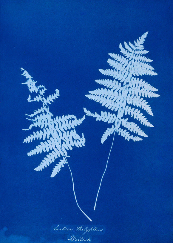 Cyanotype of Lastrea thelypteris, 1853.