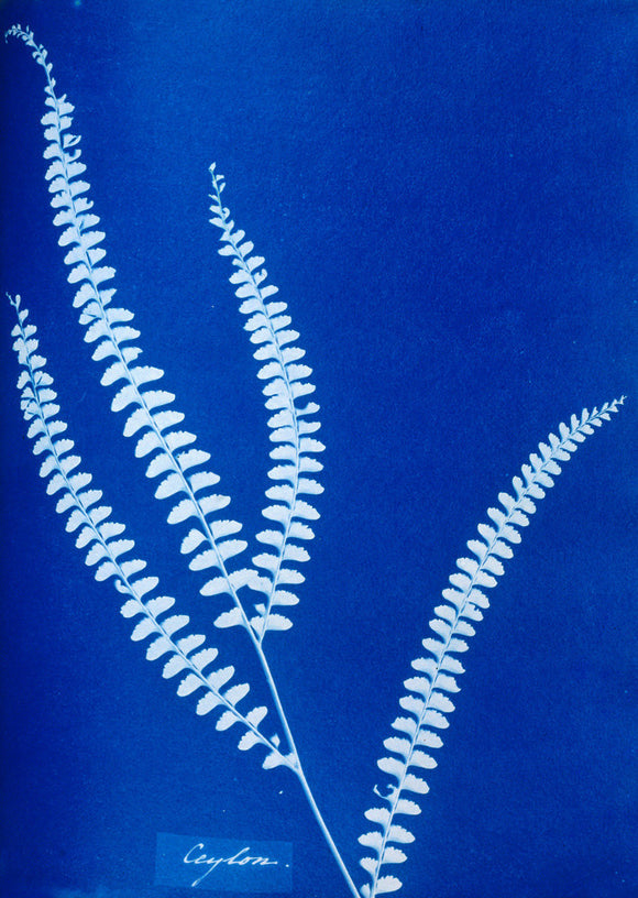Cyanotype of a Ceylonese fern, 1853.