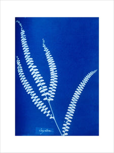 Cyanotype of a Ceylonese fern, 1853.