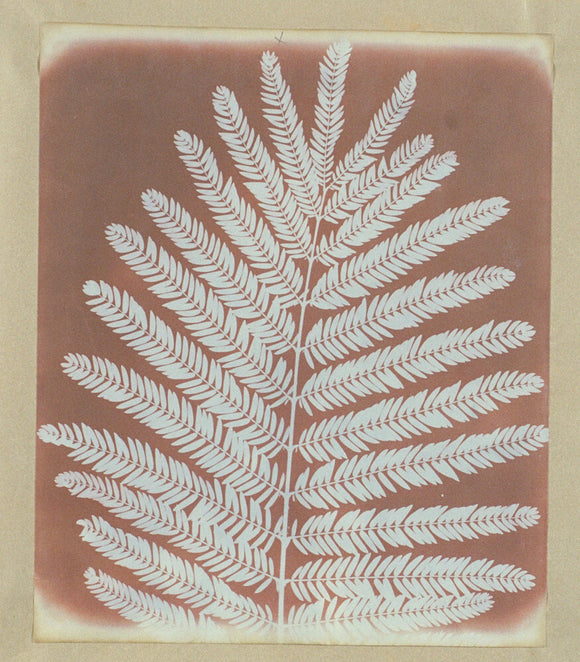 Botanical specimen, c 1841.