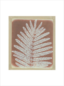 Botanical specimen, c 1841.