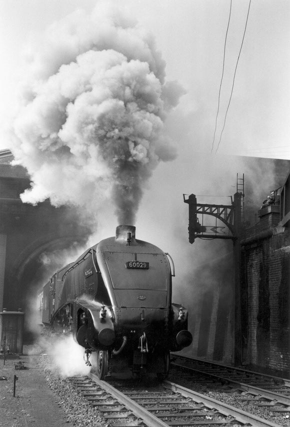 'Woodcock', A4 Class steam locomotive No 60029 c.1954