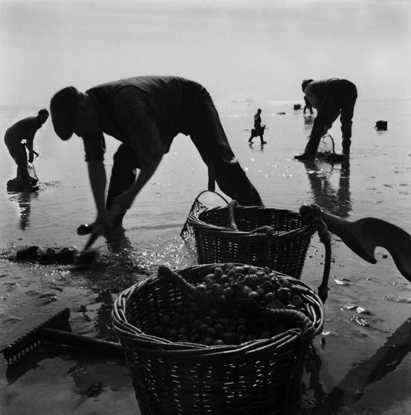 Collecting cockles Thames Estuary - 1962