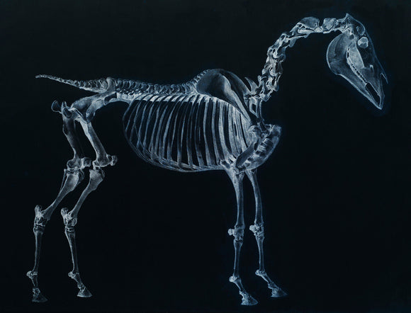 Tab I: Horse Skeleton, side view. Inverted image.