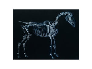 Tab I: Horse Skeleton, side view. Inverted image.