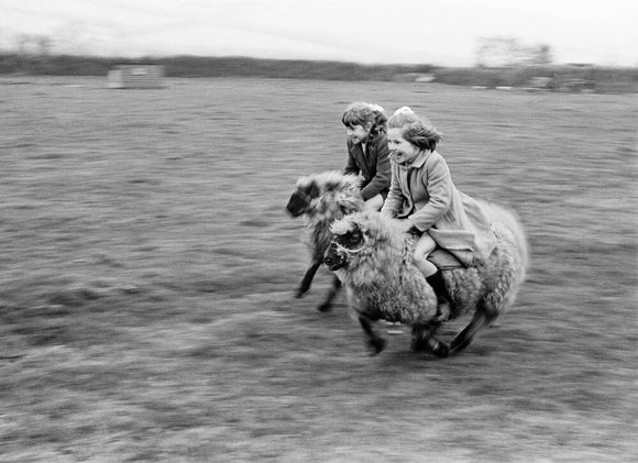 Girls racing wooly 'steeds'