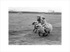 Girls racing wooly 'steeds'