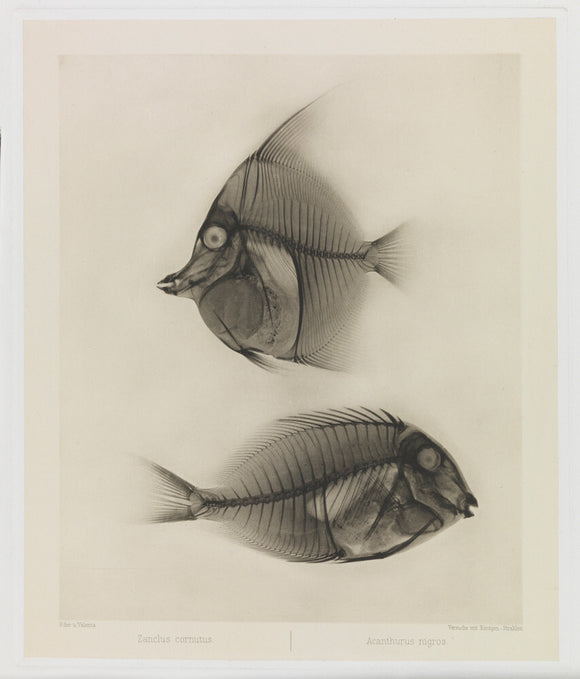 Zwei Seefische, Zanclus Cornutus / Acanthurus Nigros