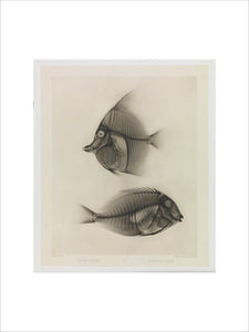 Zwei Seefische, Zanclus Cornutus / Acanthurus Nigros