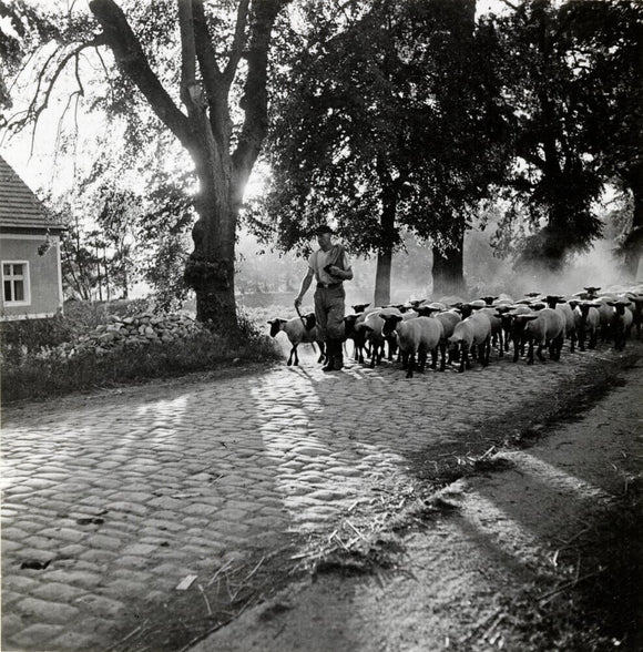 Moving a flock of sheep down a lane, 1930s