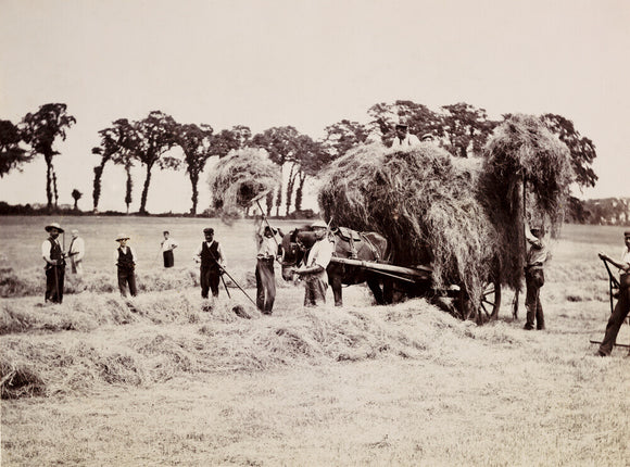 Hay gathering, c 1890.