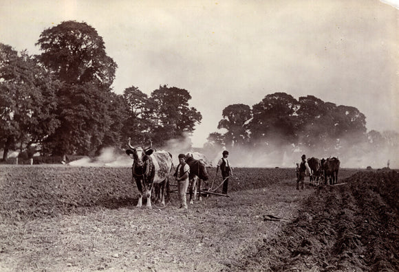'Ploughing and Burning', c 1890.