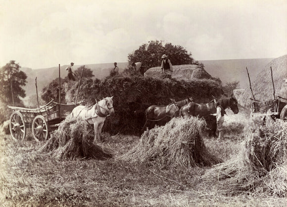 Harvest, c 1890.