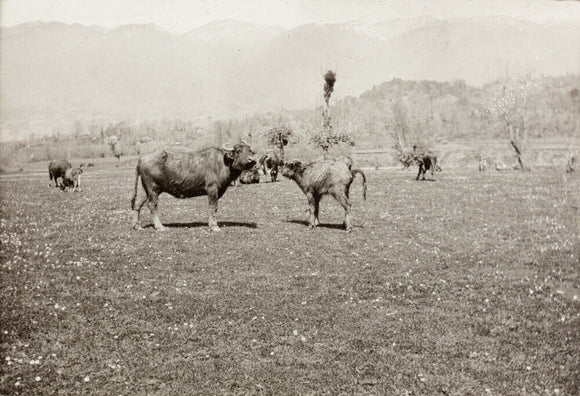 On the Banks of the Black River, about 80 versts from Gagra: The Cattle of the Country