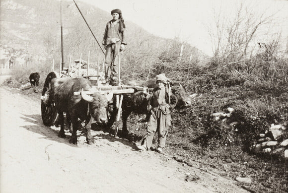 A Bullock Wagon