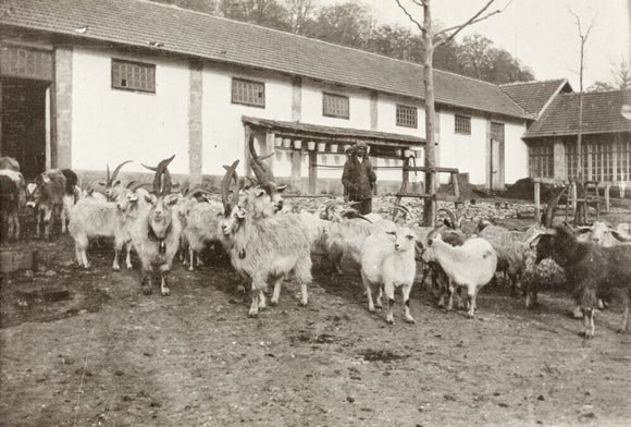 A Flock of Goats at Prince Alexander Oldenburgs Estate near Gagra.