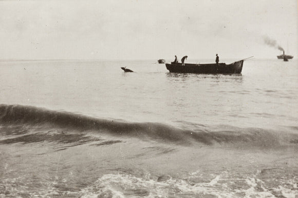 The Method of Landing Bullocks which are taken from the ship in a boat and pushed overboard. When some way from the shore, they usually swim to the land, but not always.