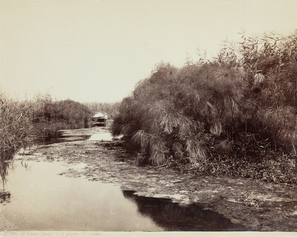 'The River Anapo and Papyrus', Syracuse, Sicily, Italy, c 1850-1900.